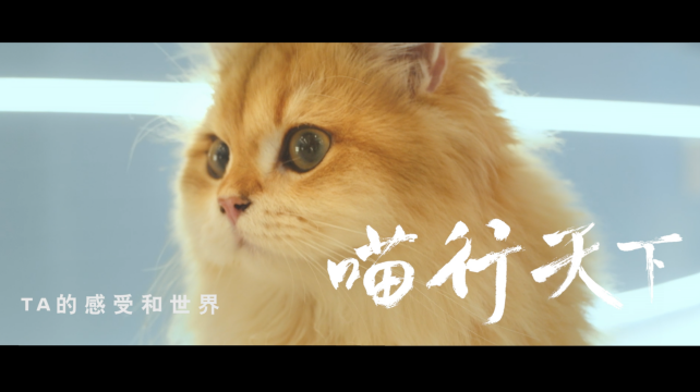 喵行天下，與NI解鎖新體驗(yàn)